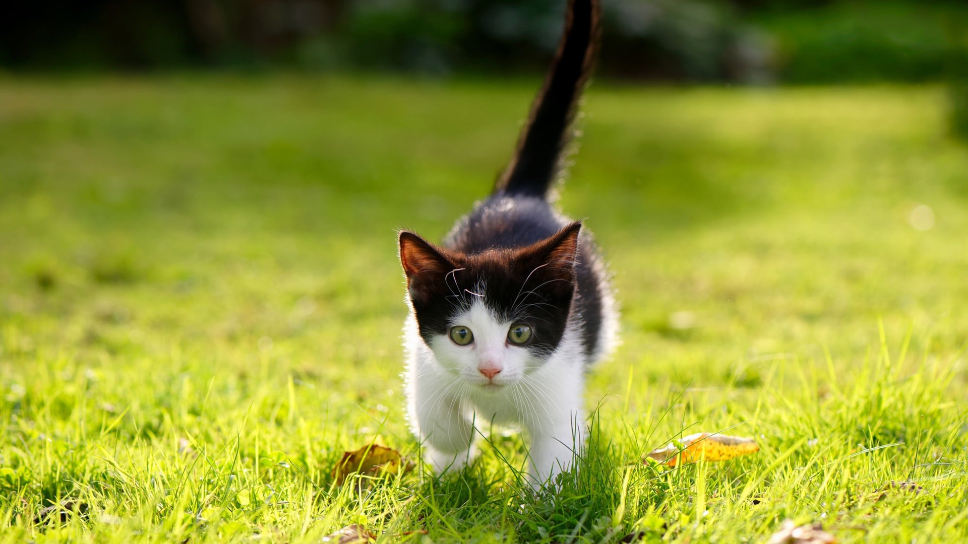 开云官方-_国际青少年挑战赛：为未来培养冠军_，2021年国际青少年科技竞赛项目