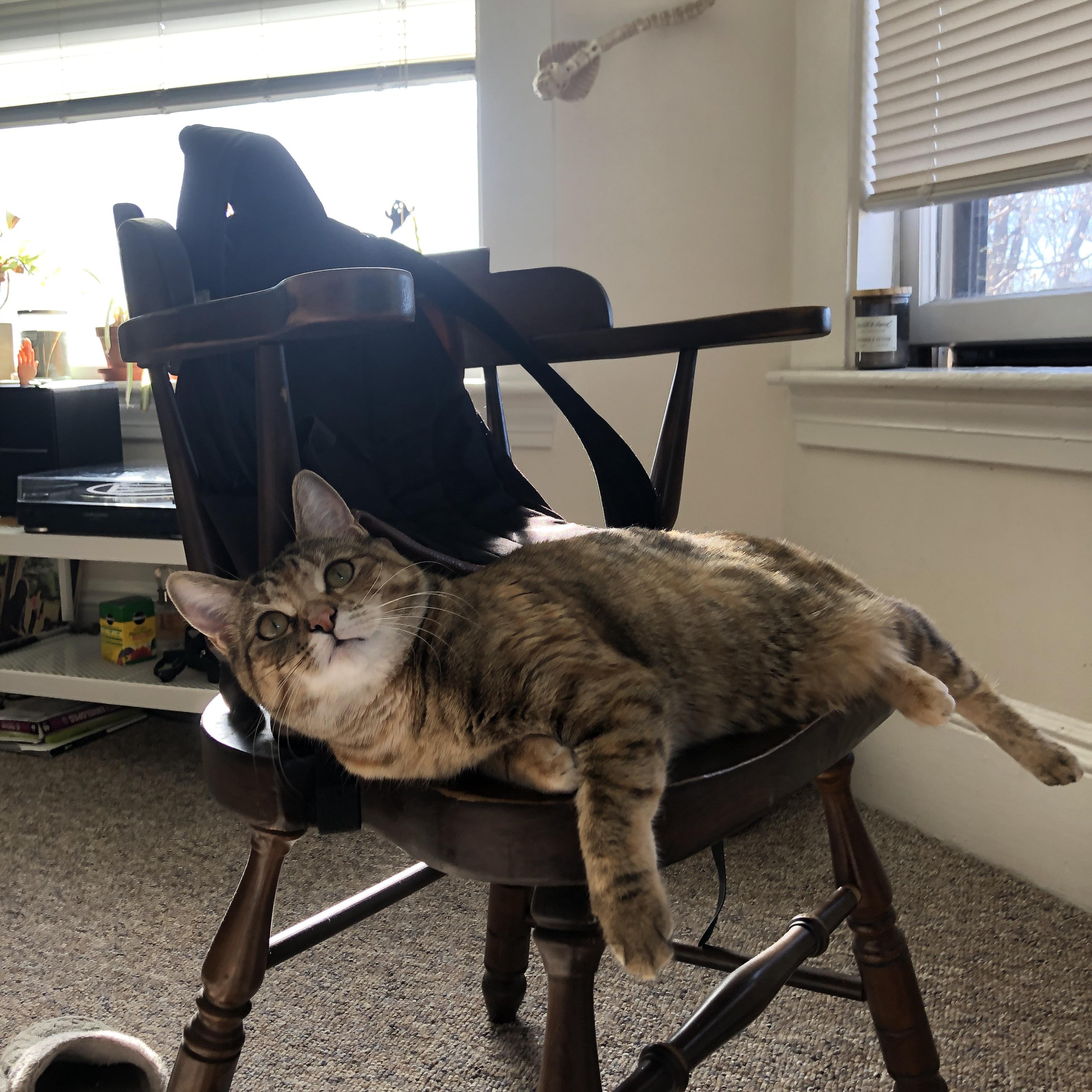 开云官方网页登录-_老鹰队快攻犀利，赢得关键胜利_，老鹰队战绩