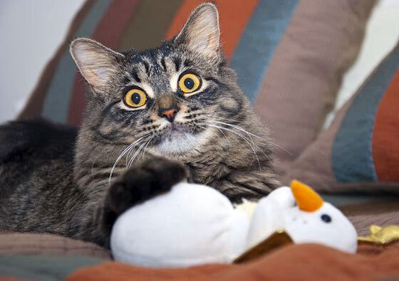 开云官方网页登录-“校园足球特色课程丰富多样，激发青少年运动热情”，足球特色校园文化活动