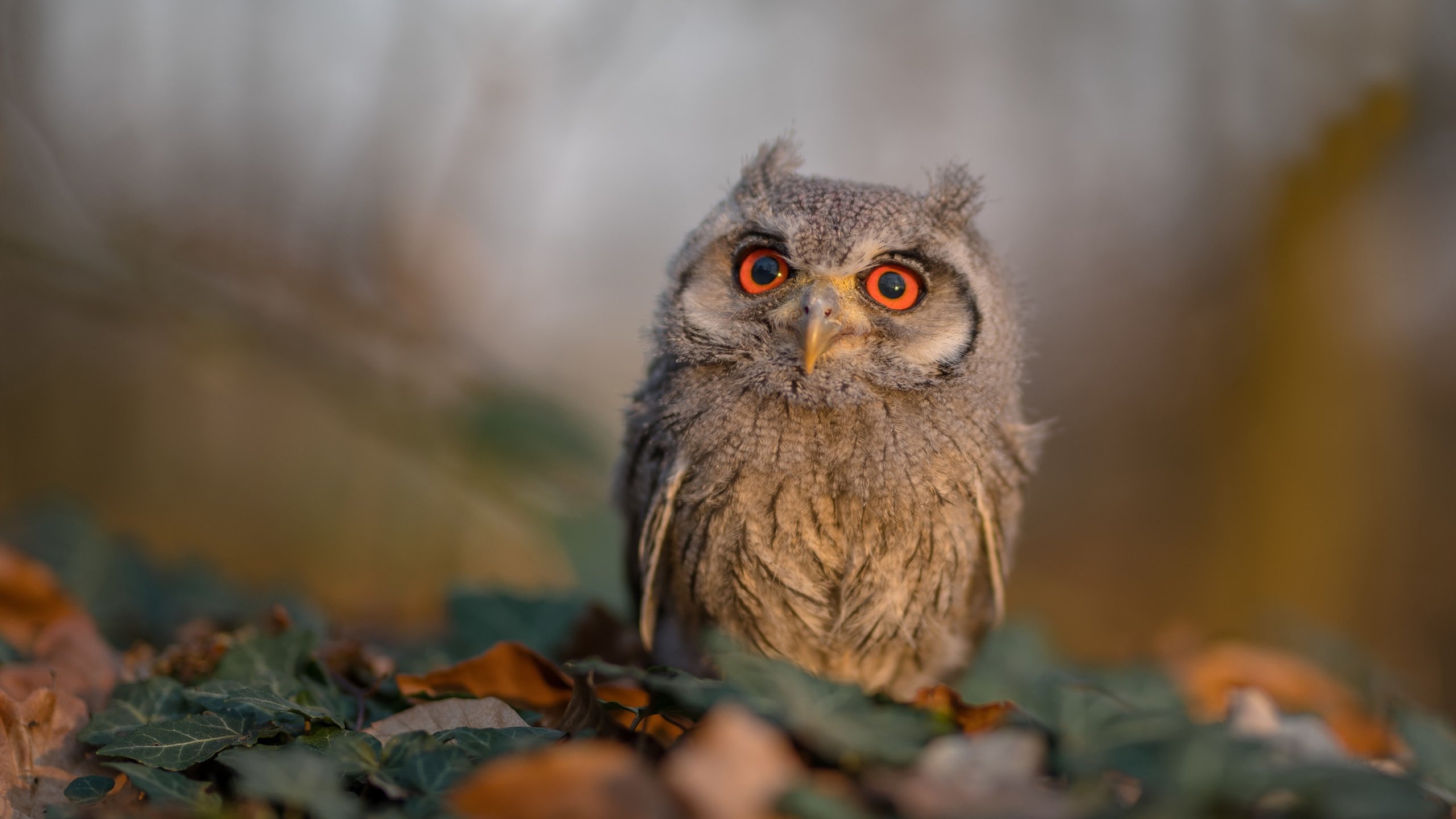 赛季最佳助攻瞬间榜单出炉，智取球队成功，2021赛季助攻榜