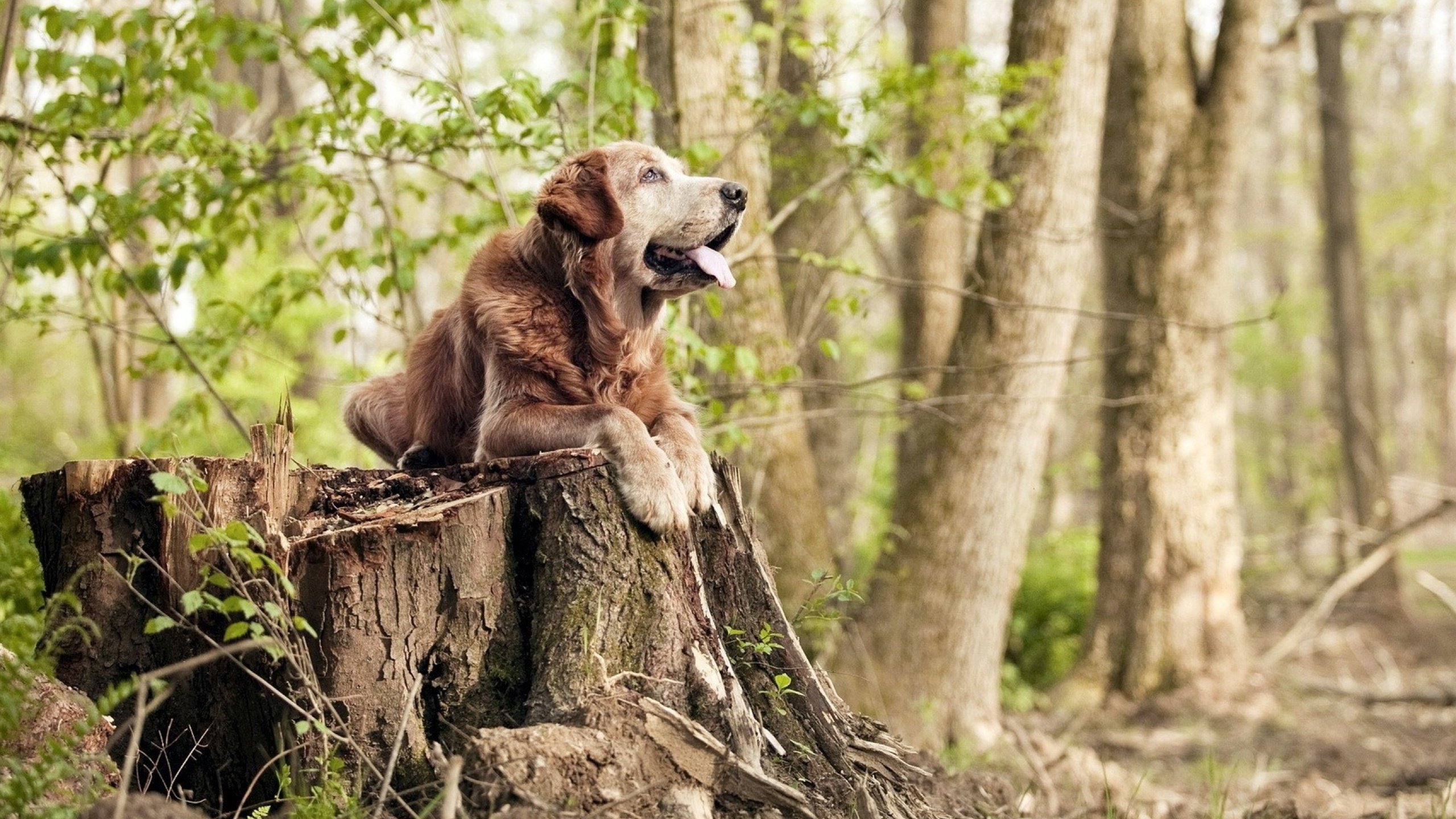 开云体育在线赛事直播-LCK启用“选手行为评估模型”，为转会提供参考