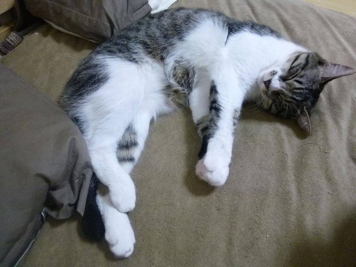 开云·体育官网APP下载-山东高速 新星表现惊艳，山东高速新项目