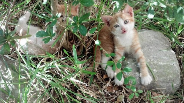开云·体育官网-狼队新援波迪奇表现出色，助球队连胜走向成功，饿狼vs波奇