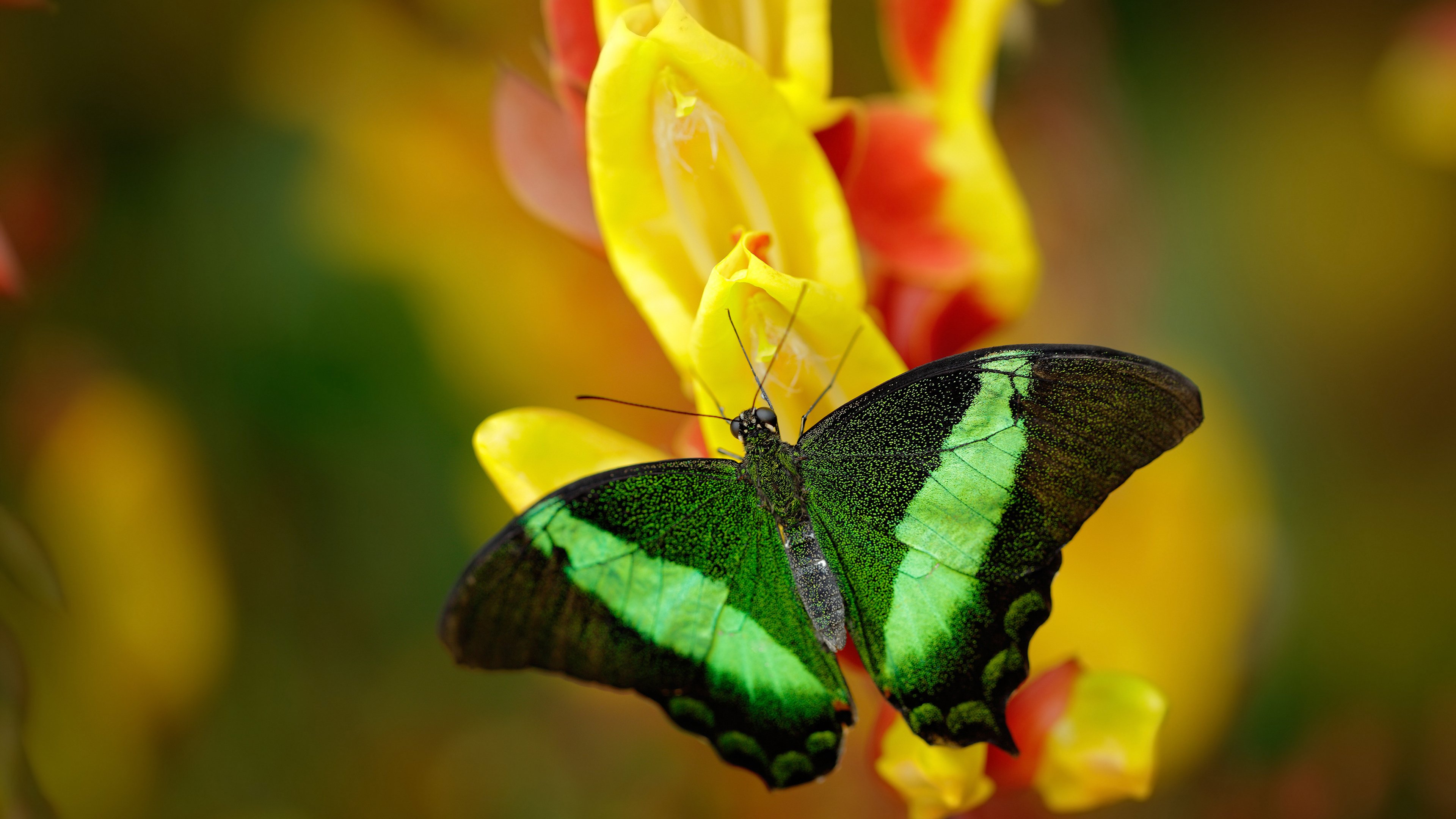 开云体育视频直播-世俱杯“金球奖”争夺：那些令人难忘的个人表现