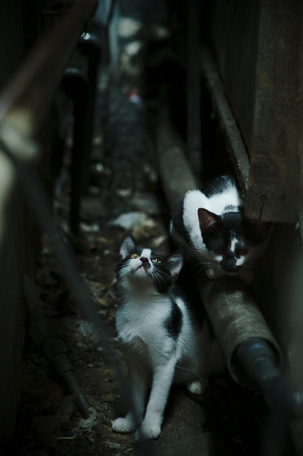 开云官方网页登录-德甲赛季中期体能衰减趋势与恢复干预效果评估，德甲踢几场