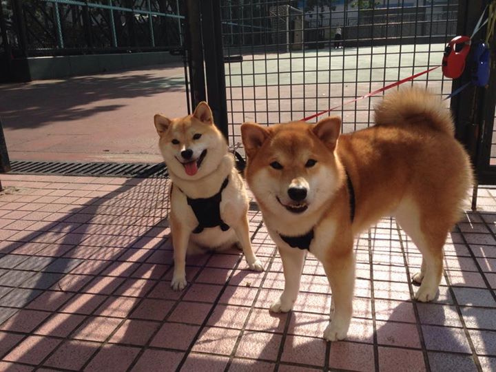 Kaiyun(中国)开云-中国体育用品博览会展示最新运动科技，2020年中国体育用品展