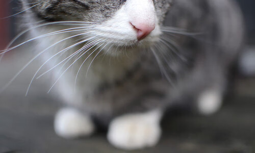 开云在线直播-高压体系下失误诱发失球是否明显上升，高压线路失压