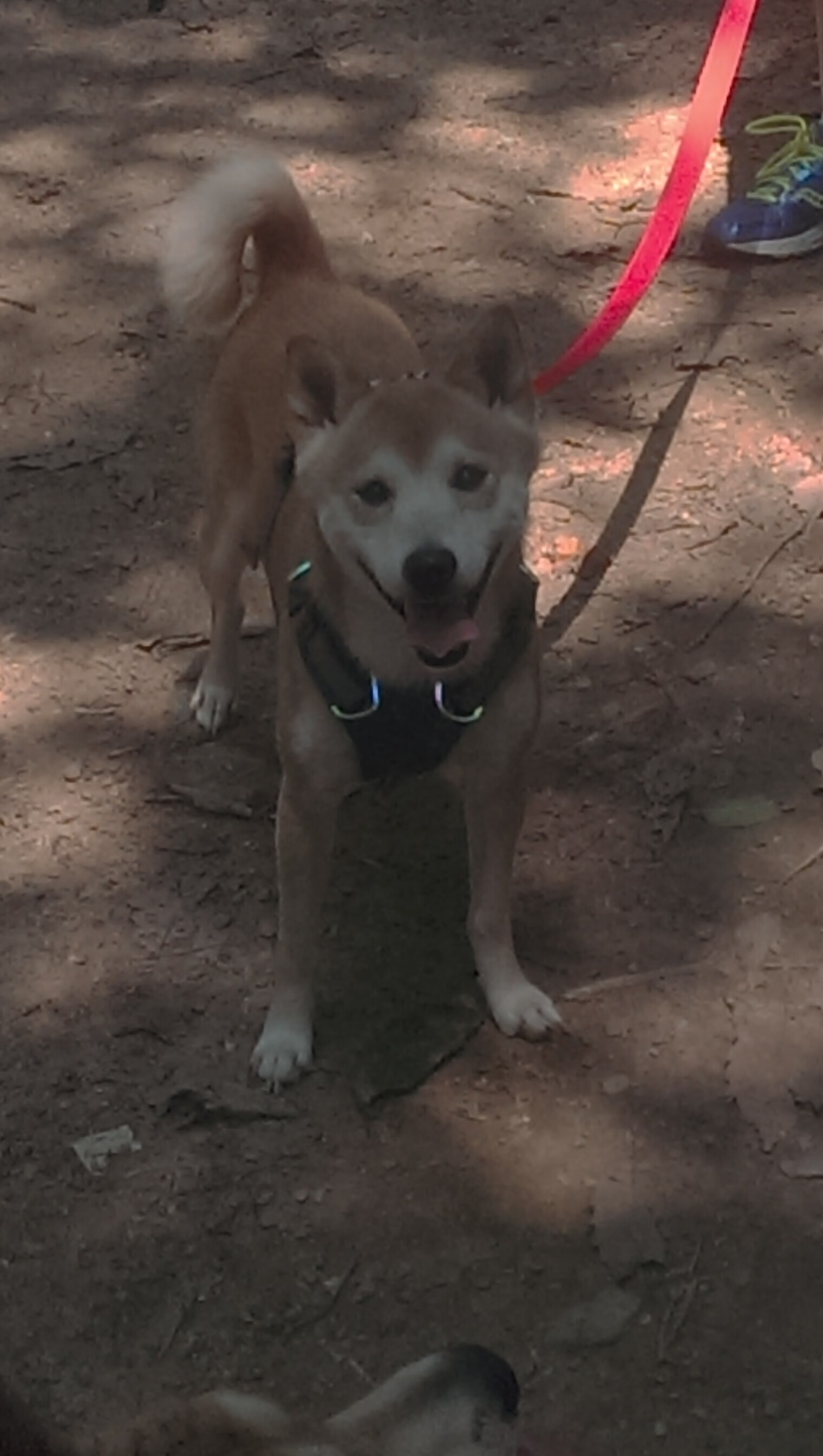 中国足球职业俱乐部数字化转型升级计划，中国足球去职业化