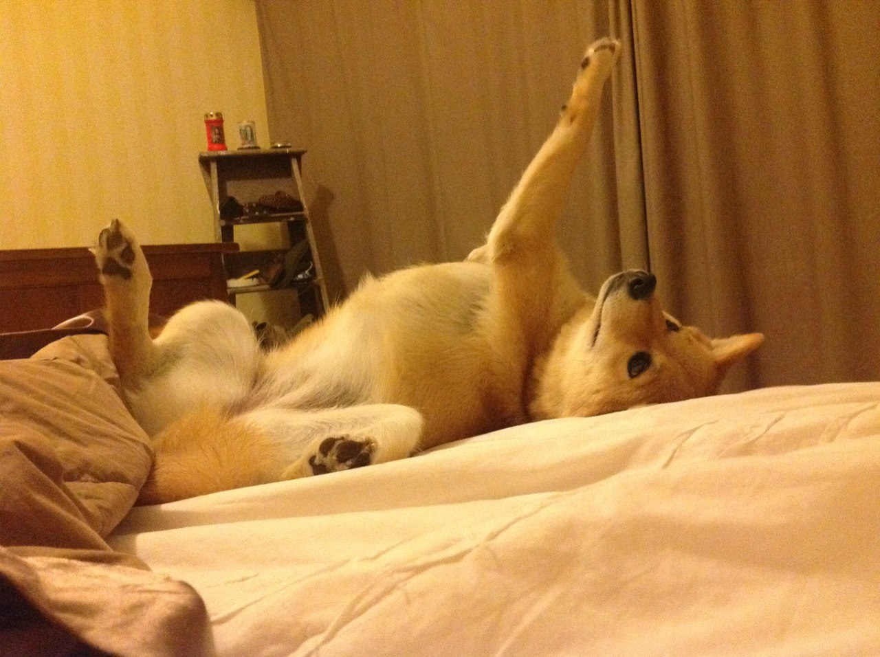 开云官网登录-拉脱维亚女篮在欧洲锦标赛中逐步走向巅峰，期待佳绩，拉脱维亚篮球水平怎么样