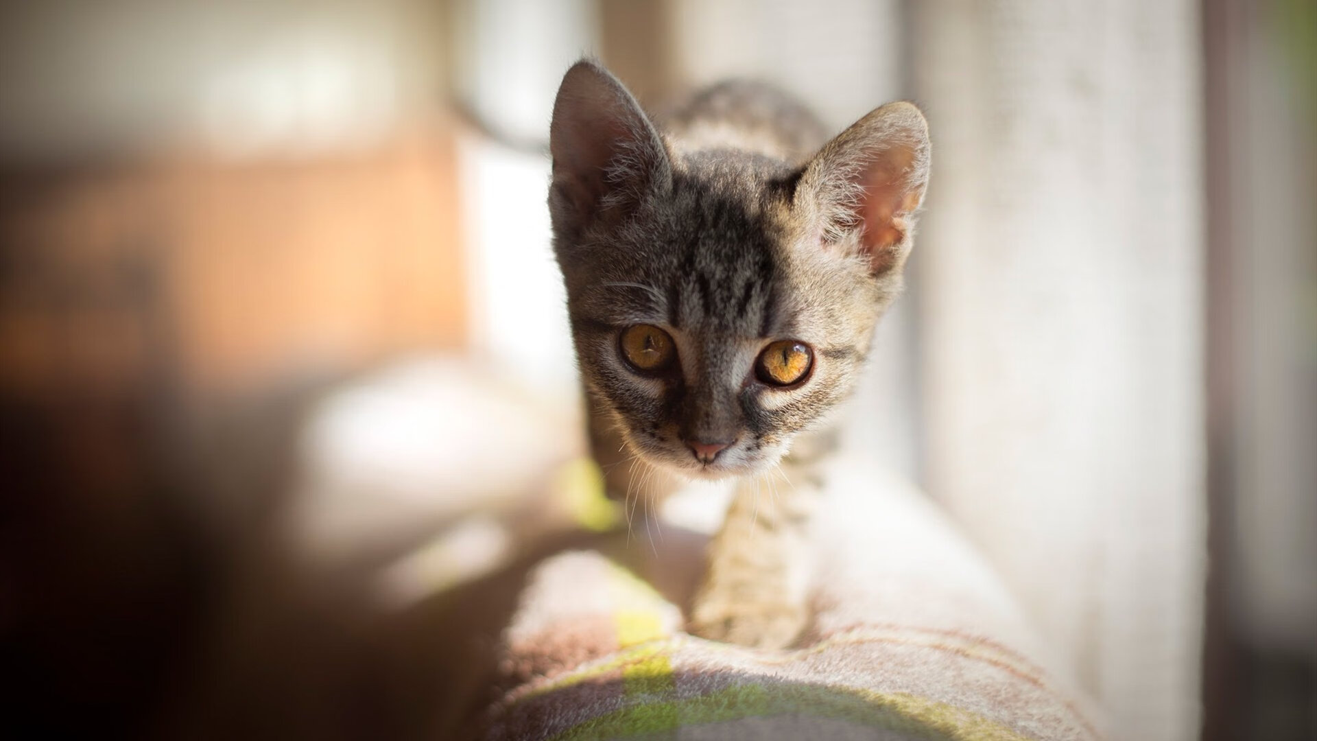 开云·体育官网APP下载-王楚钦主导比赛节奏稳中取胜，王楚钦什么水平